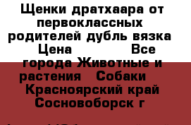 Щенки дратхаара от первоклассных  родителей(дубль вязка) › Цена ­ 22 000 - Все города Животные и растения » Собаки   . Красноярский край,Сосновоборск г.